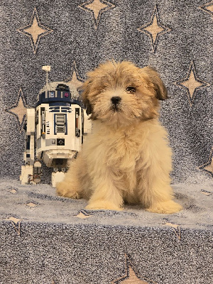 CHIOT 3