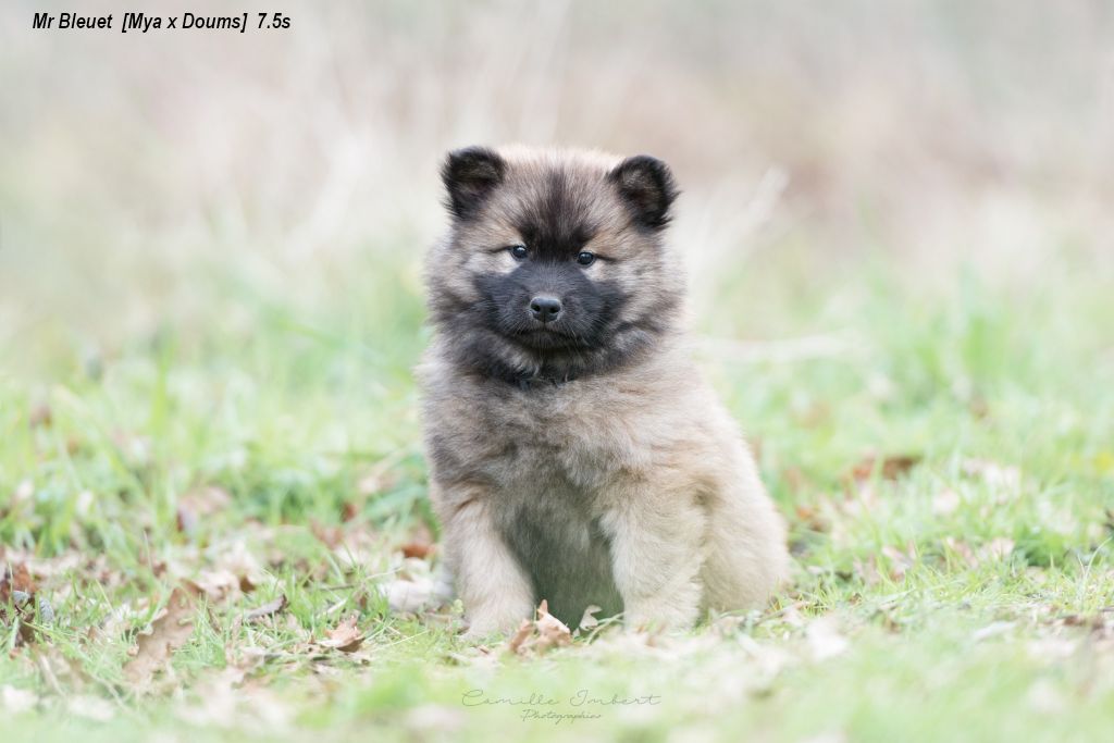 Du Royaume D'ebène - Eurasier - Portée née le 28/11/2021