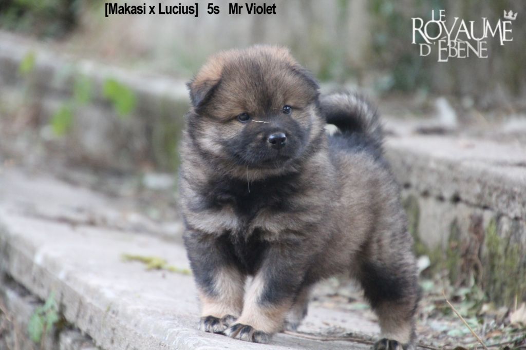 Du Royaume D'ebène - Eurasier - Portée née le 26/06/2019