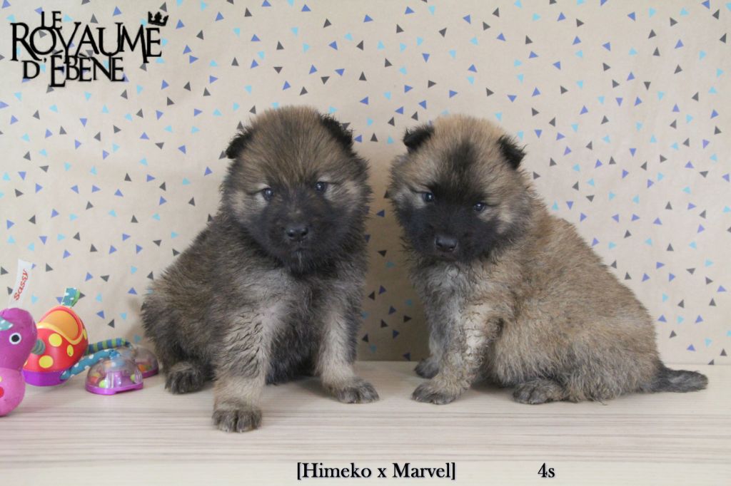 Du Royaume D'ebène - Eurasier - Portée née le 07/02/2020