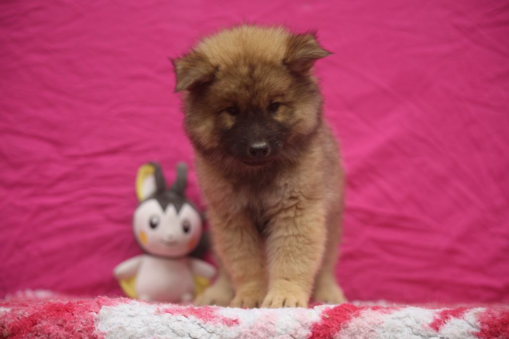 Du Royaume D'ebène - Chiots disponibles - Eurasier