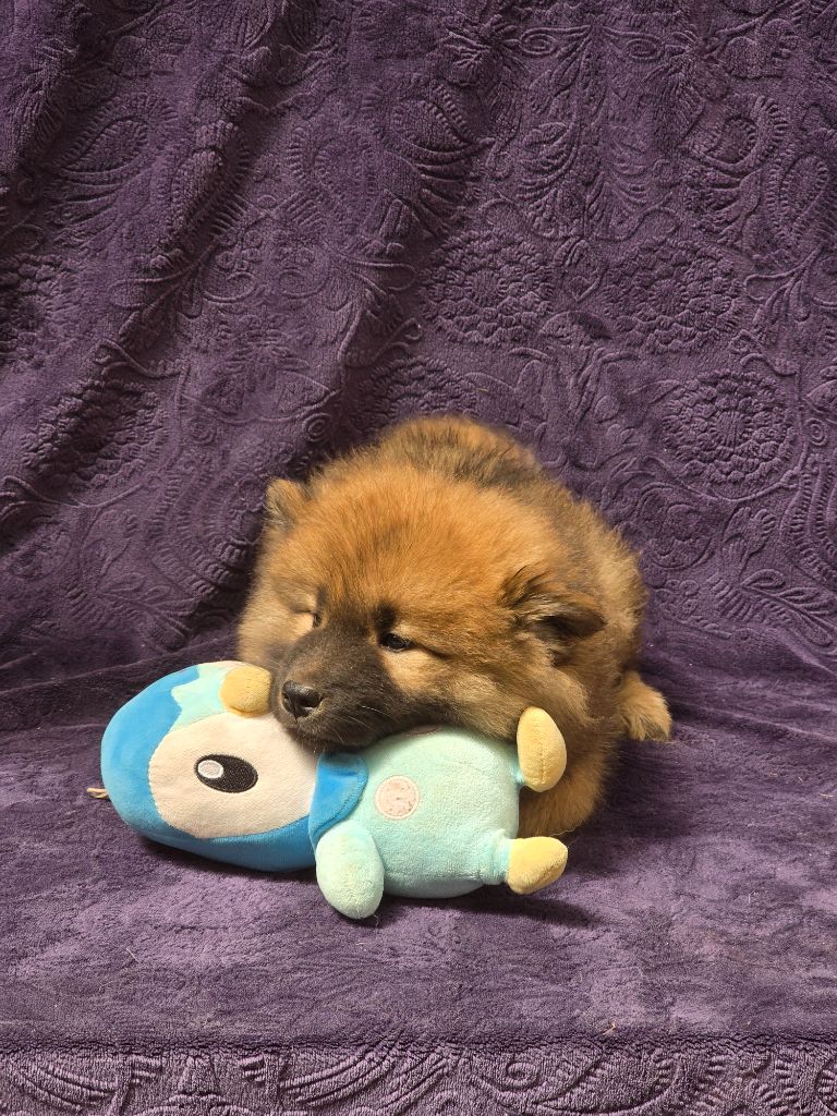 Du Royaume D'ebène - Chiots disponibles - Eurasier