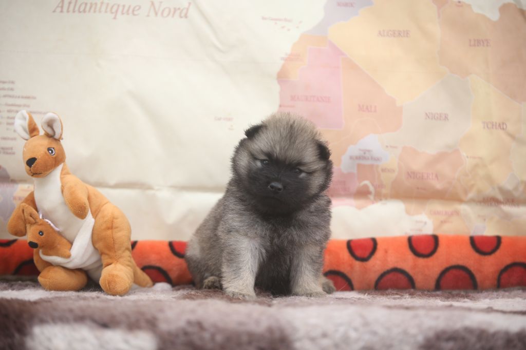 Du Royaume D'ebène - Chiots disponibles - Eurasier