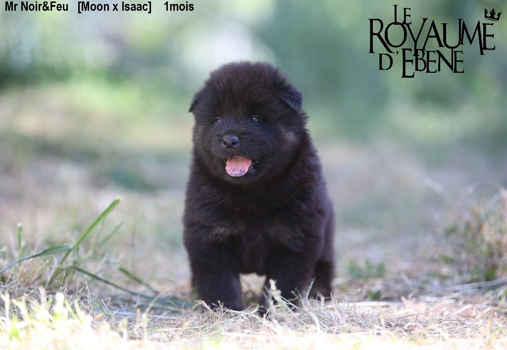 Du Royaume D'ebène - Eurasier - Portée née le 09/06/2022
