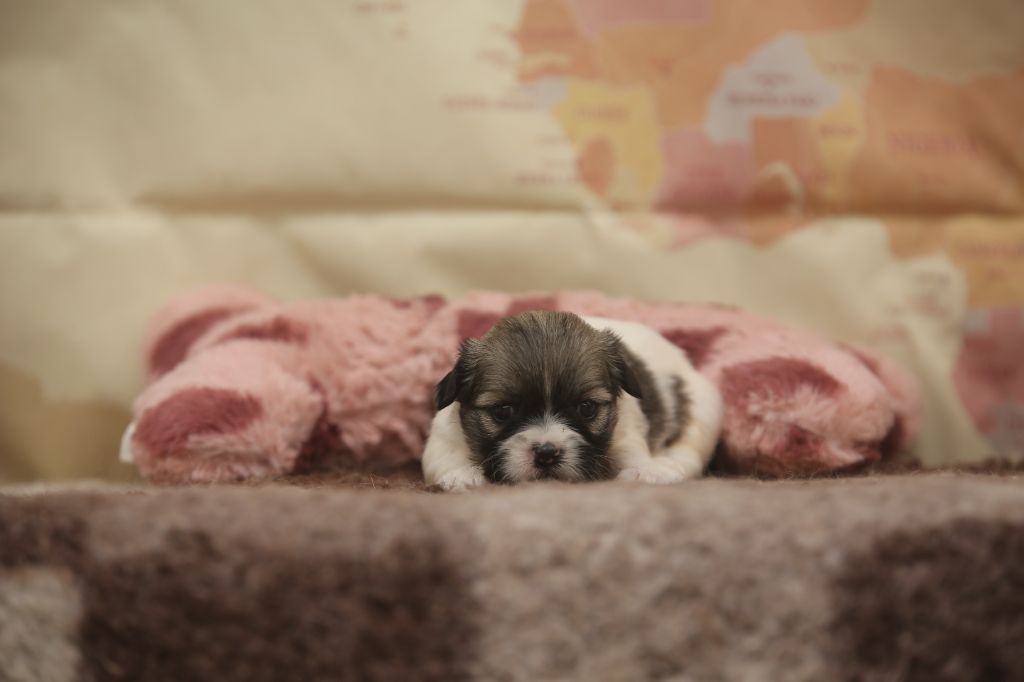 Du Royaume D'ebène - Chiots disponibles - Lhassa Apso
