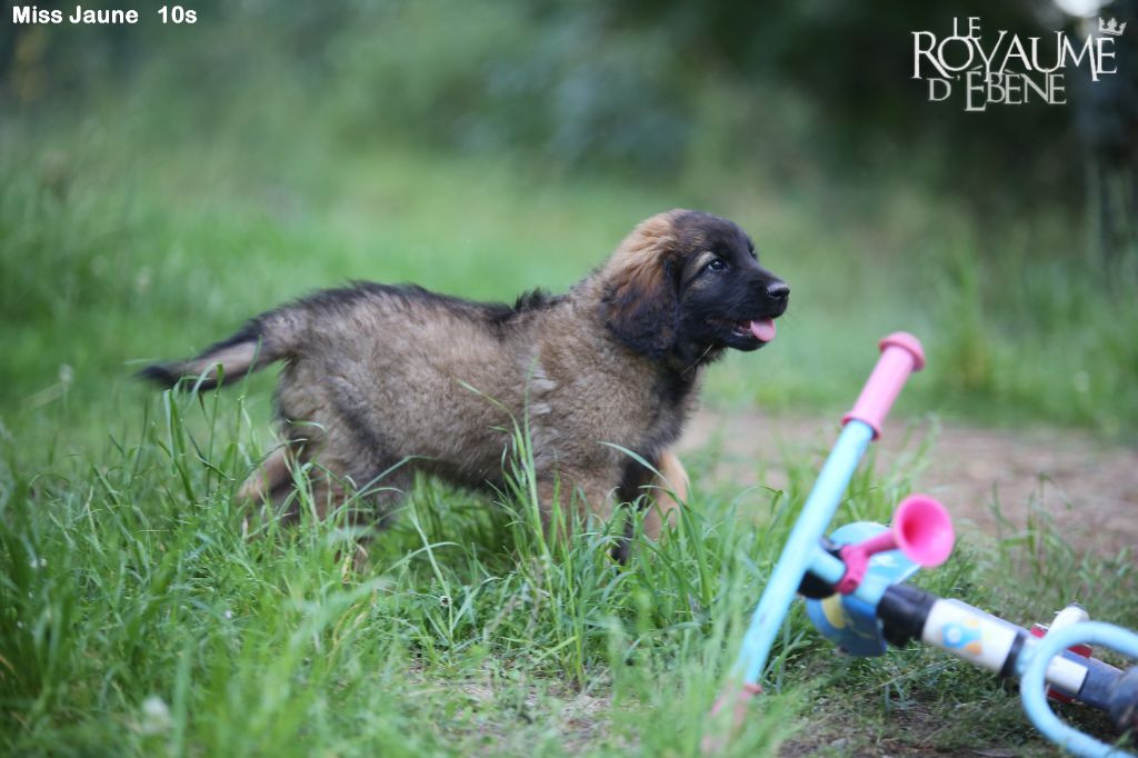 Du Royaume D'ebène - Leonberger - Portée née le 26/03/2022