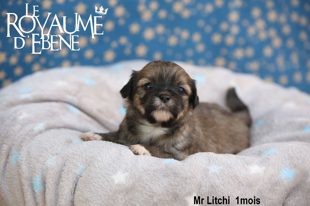 Du Royaume D'ebène - Lhassa Apso - Portée née le 03/09/2023
