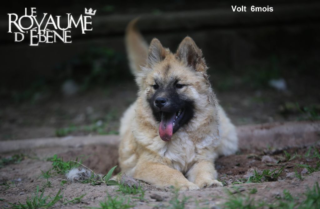Du Royaume D'ebène - Chiots disponibles - Eurasier
