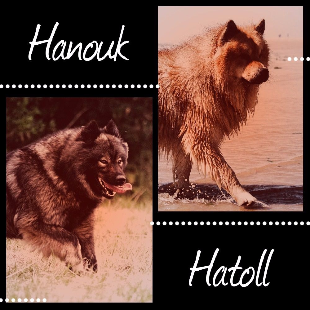 Chiot Eurasier Du Royaume D'ebène