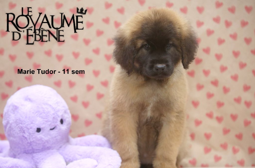 Du Royaume D'ebène - Chiots disponibles - Leonberger