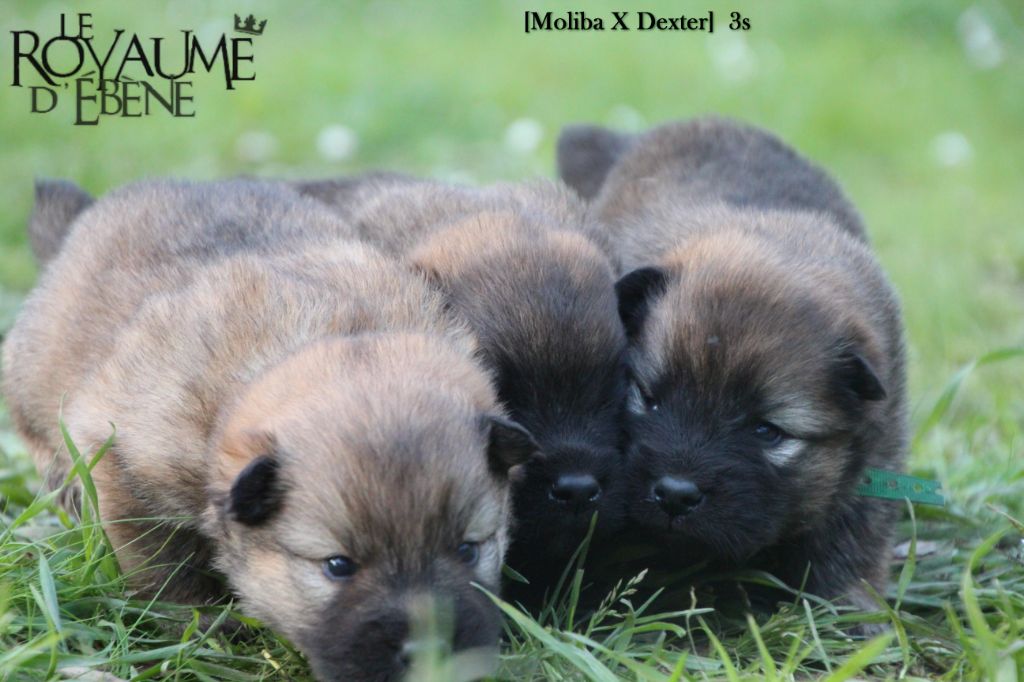 Chiot Eurasier Du Royaume D'ebène