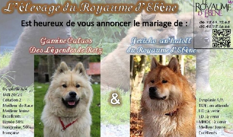 Du Royaume D'ebène - Eurasier - Portée née le 12/05/2015