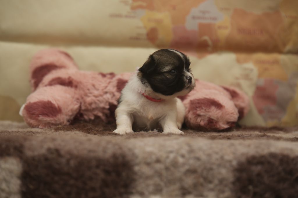 Du Royaume D'ebène - Chiots disponibles - Lhassa Apso