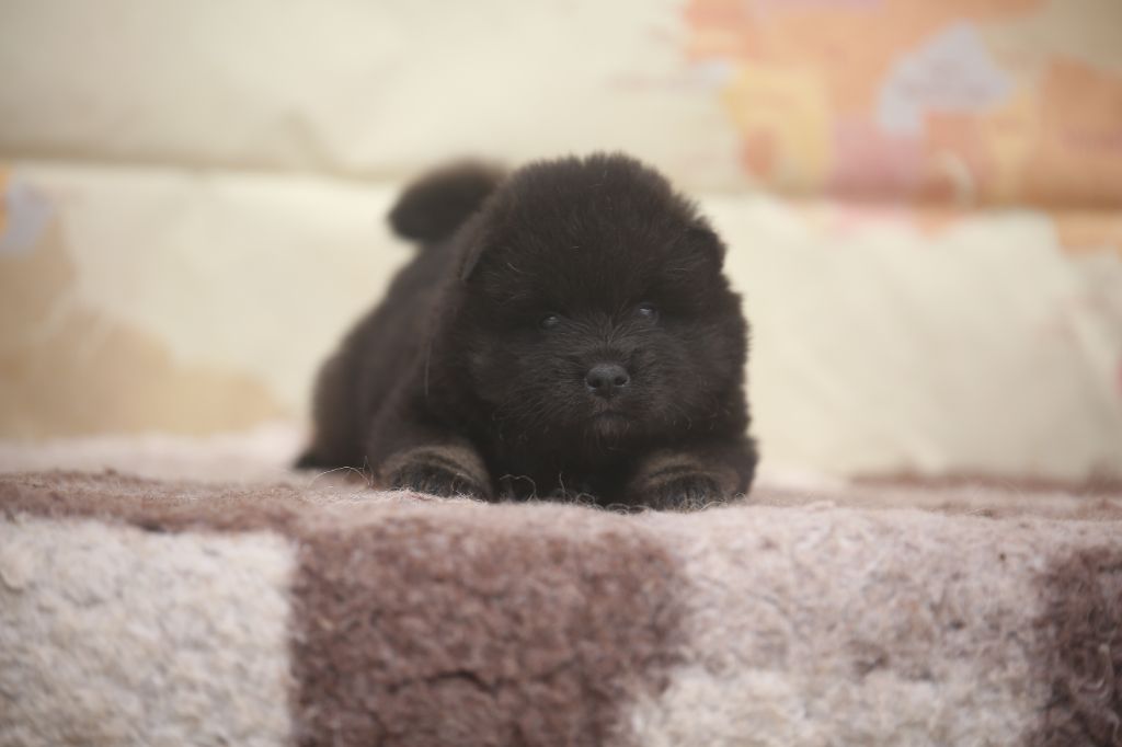 Du Royaume D'ebène - Chiots disponibles - Eurasier