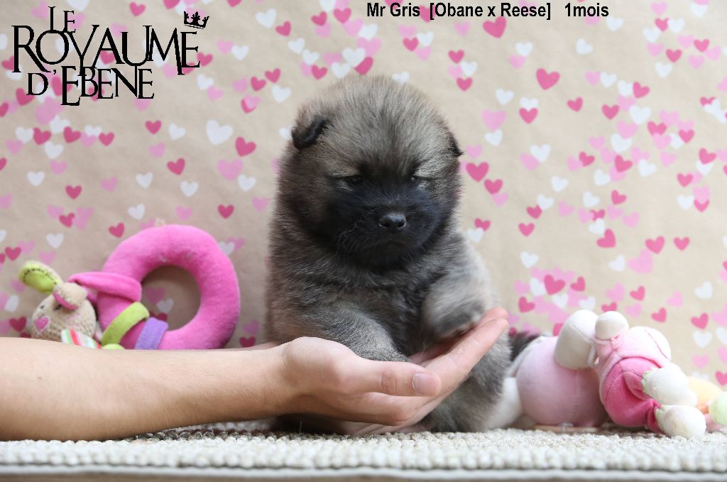 Du Royaume D'ebène - Eurasier - Portée née le 22/06/2023