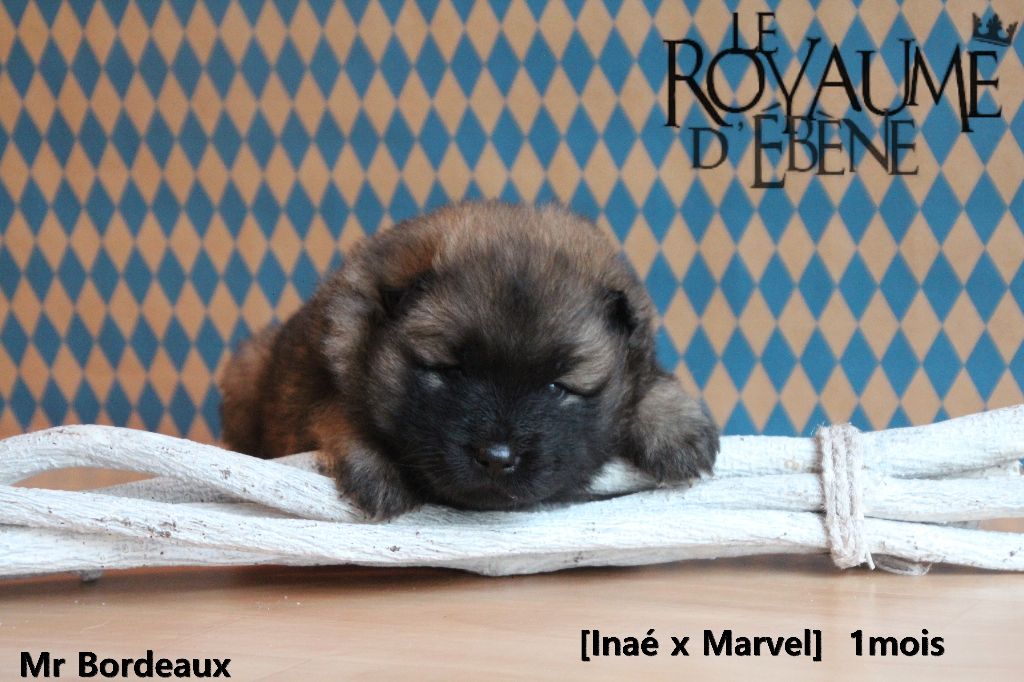 Du Royaume D'ebène - Eurasier - Portée née le 26/02/2018