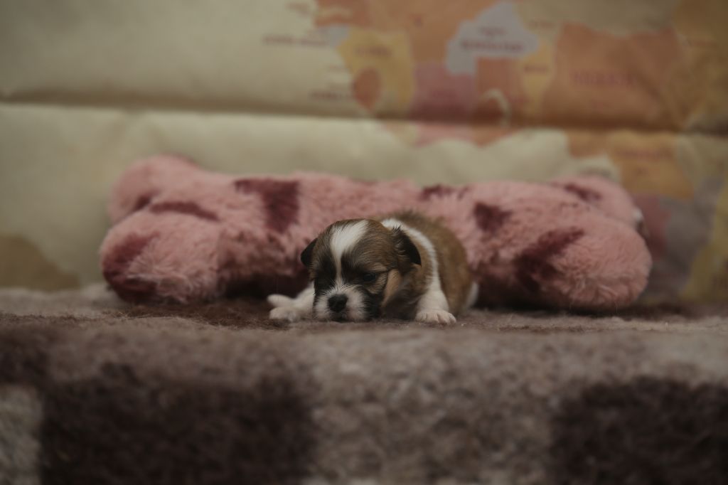Du Royaume D'ebène - Chiots disponibles - Lhassa Apso