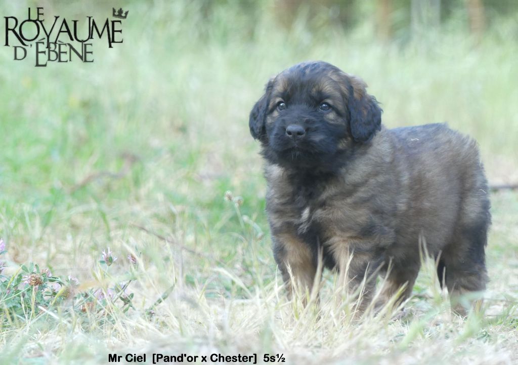 Du Royaume D'ebène - Leonberger - Portée née le 01/04/2022