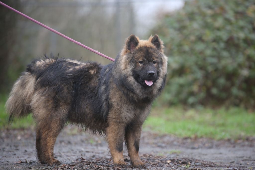 Chiot Eurasier Du Royaume D'ebène