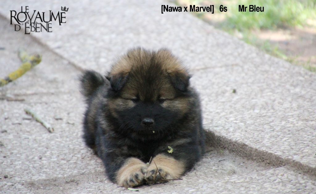 Du Royaume D'ebène - Eurasier - Portée née le 08/07/2019