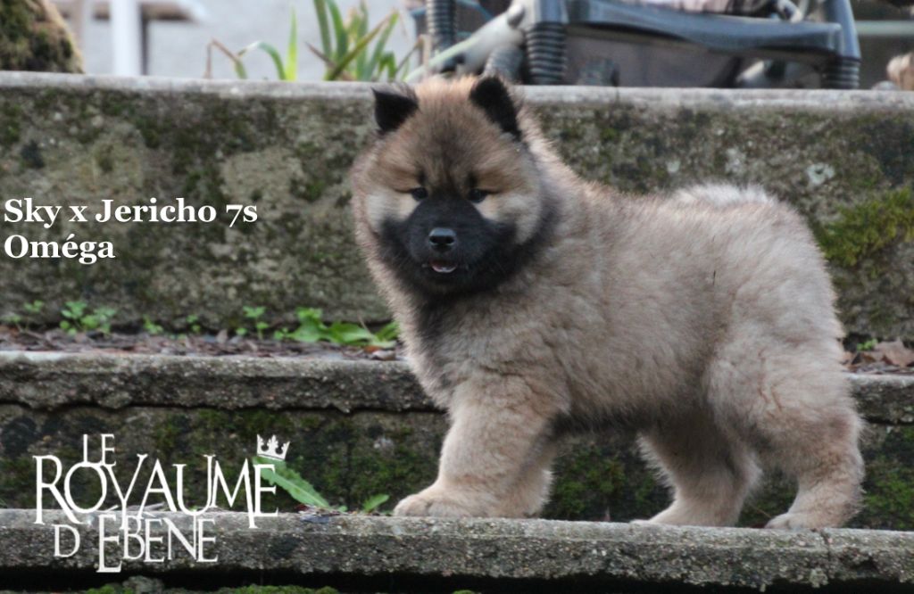 Du Royaume D'ebène - Eurasier - Portée née le 04/10/2018