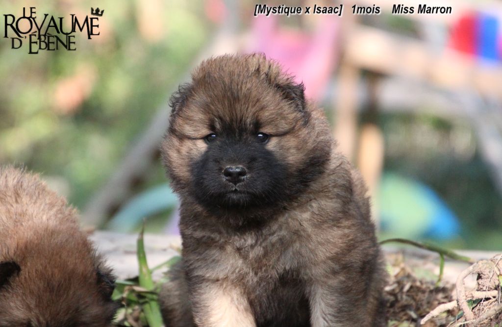 Du Royaume D'ebène - Eurasier - Portée née le 20/08/2020