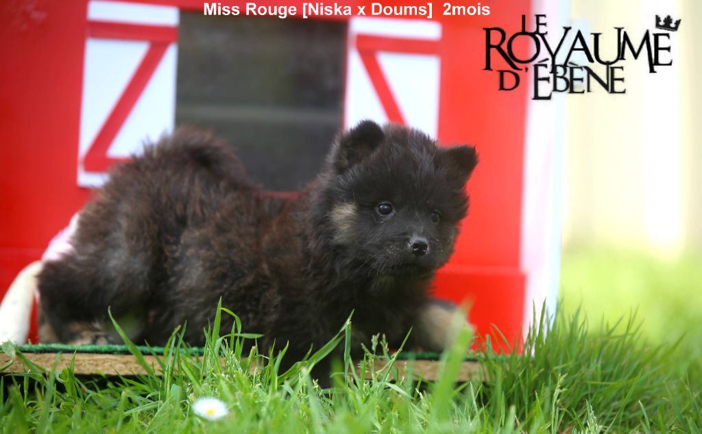 Du Royaume D'ebène - Chiots disponibles - Eurasier