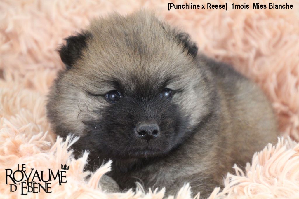 Du Royaume D'ebène - Eurasier - Portée née le 30/06/2021