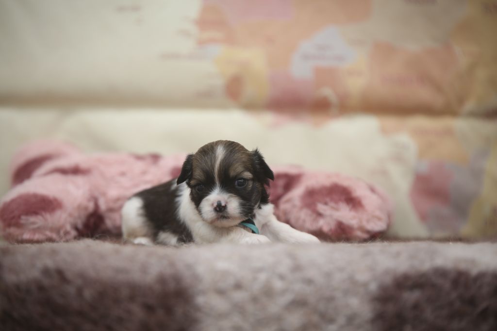 Du Royaume D'ebène - Chiots disponibles - Lhassa Apso