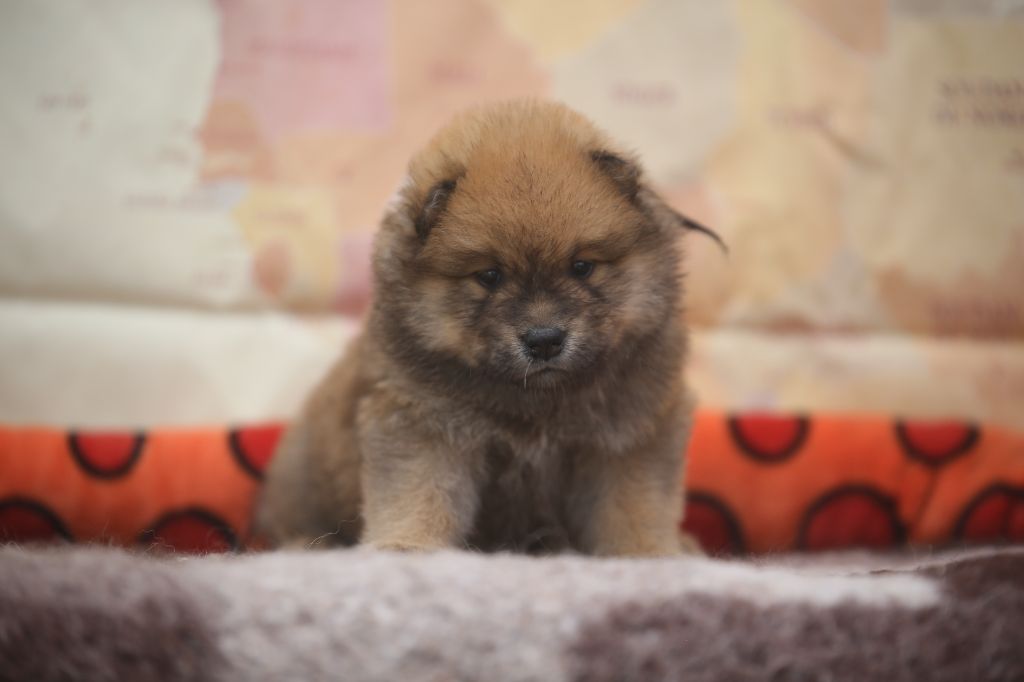 Du Royaume D'ebène - Chiots disponibles - Eurasier