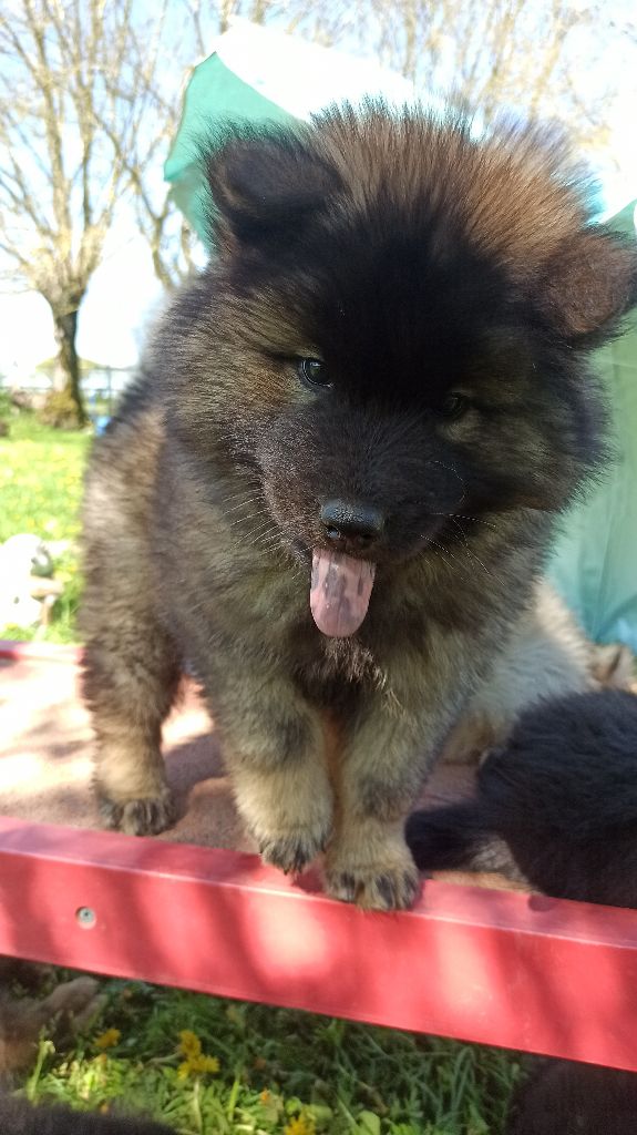 Du Royaume D'ebène - Eurasier - Portée née le 20/02/2022