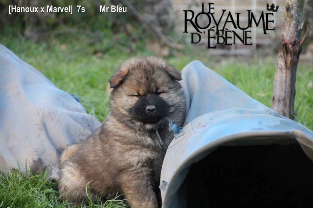 Du Royaume D'ebène - Eurasier - Portée née le 25/12/2018