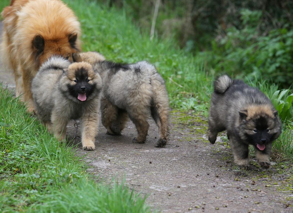 Chiot Eurasier Du Royaume D'ebène