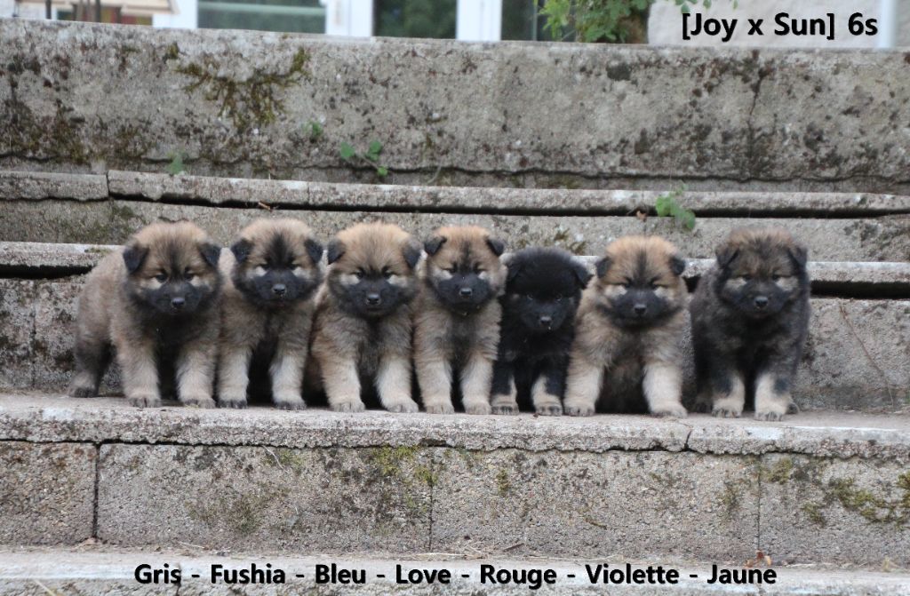 Du Royaume D'ebène - Eurasier - Portée née le 08/06/2018
