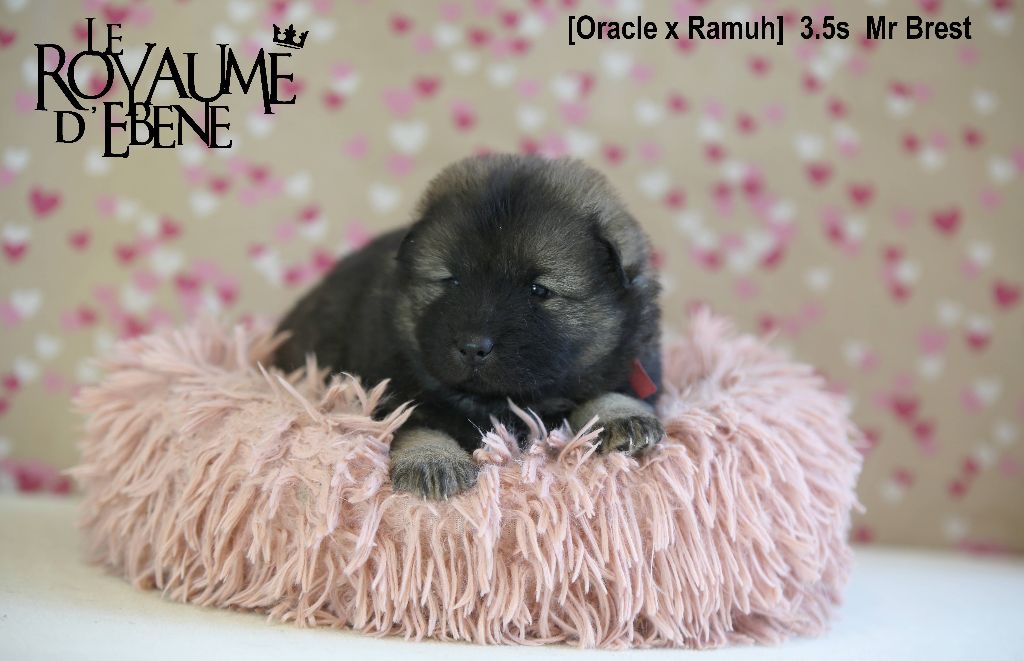Du Royaume D'ebène - Eurasier - Portée née le 16/01/2023