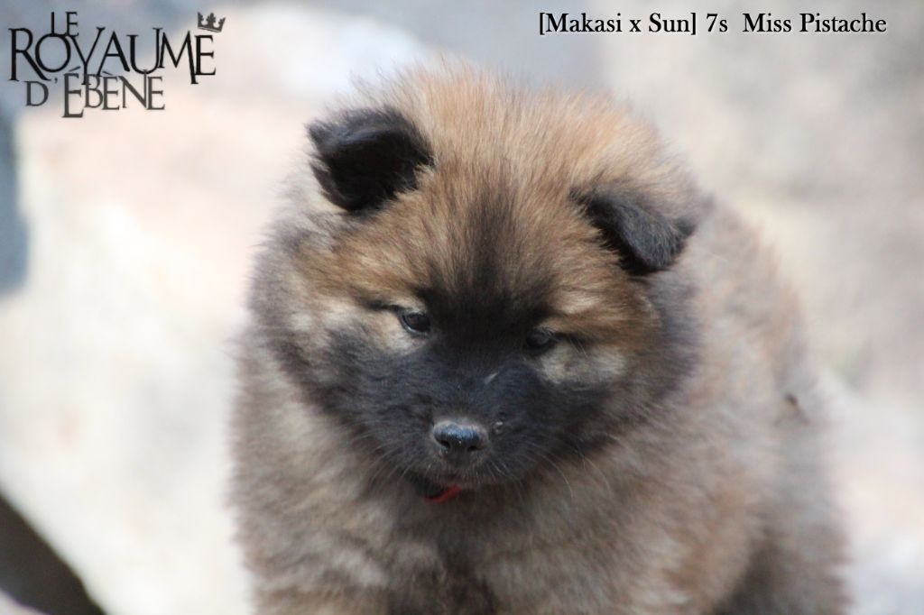 Du Royaume D'ebène - Eurasier - Portée née le 14/02/2020