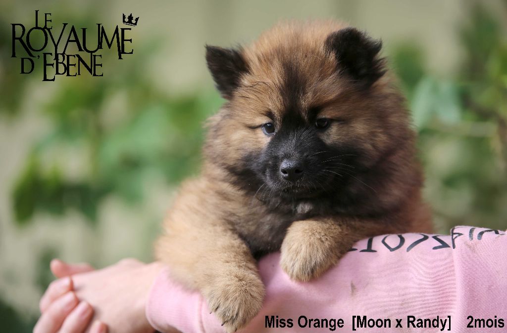 Du Royaume D'ebène - Eurasier - Portée née le 01/09/2023
