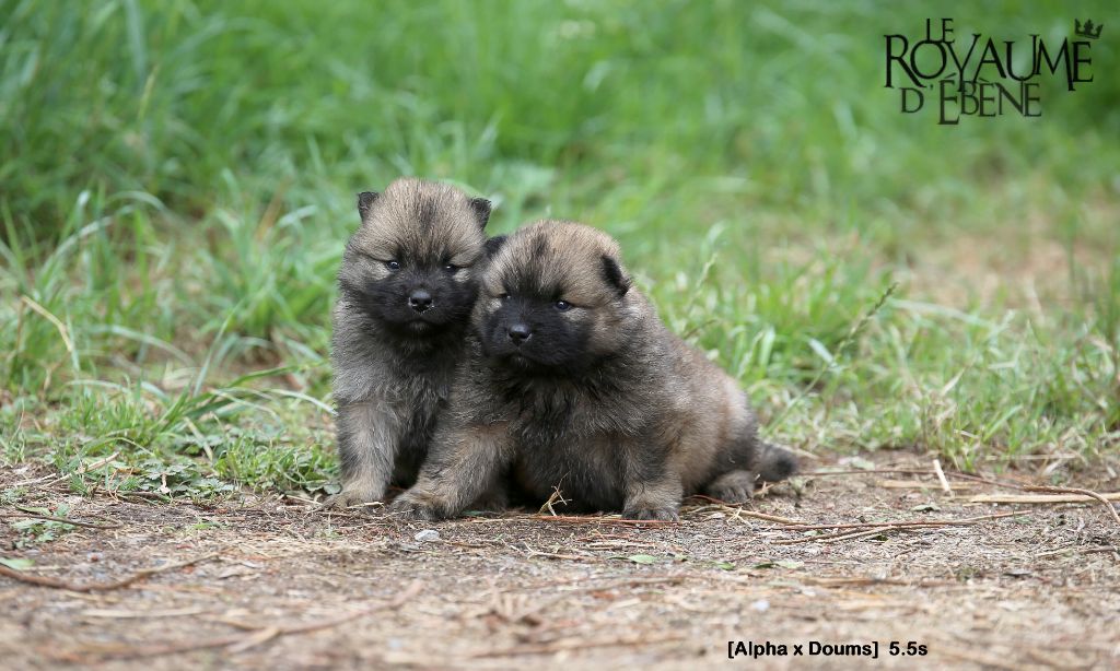 Du Royaume D'ebène - Eurasier - Portée née le 28/04/2022