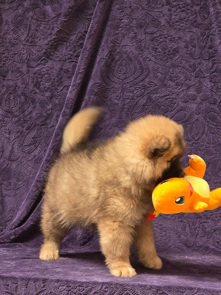 Du Royaume D'ebène - Chiots disponibles - Eurasier