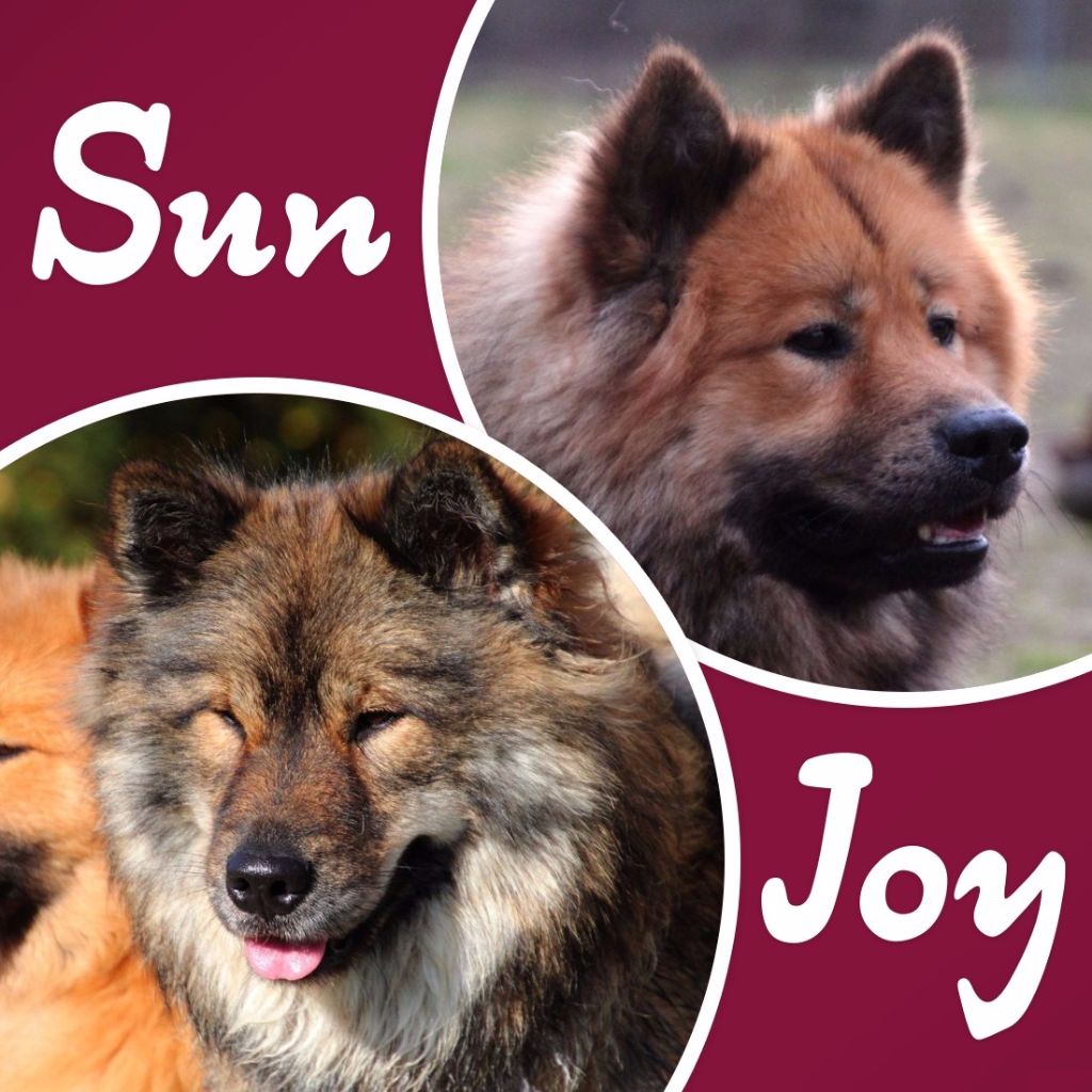 Chiot Eurasier Du Royaume D'ebène