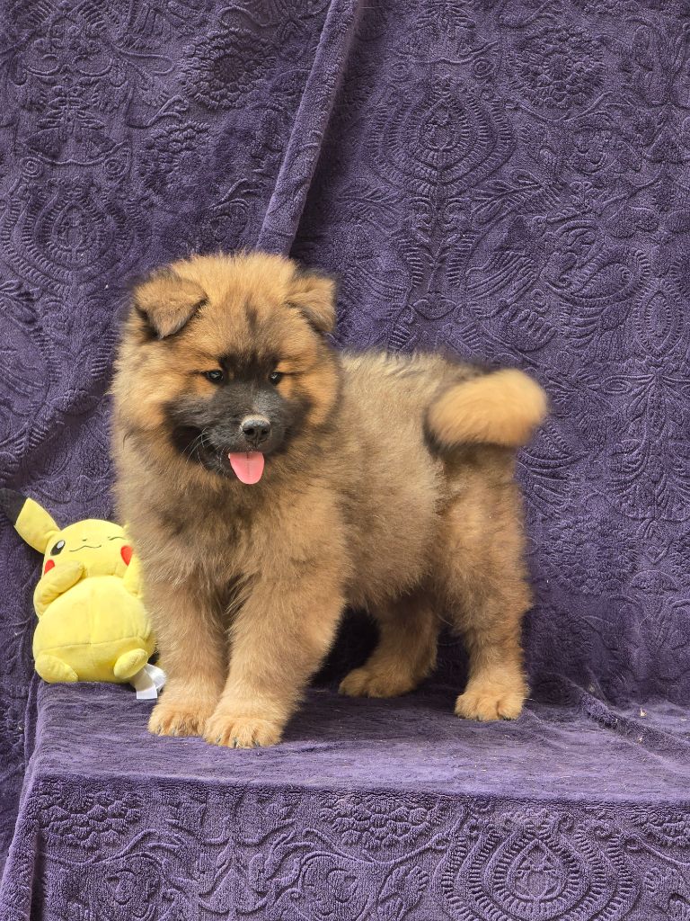 Du Royaume D'ebène - Chiots disponibles - Eurasier