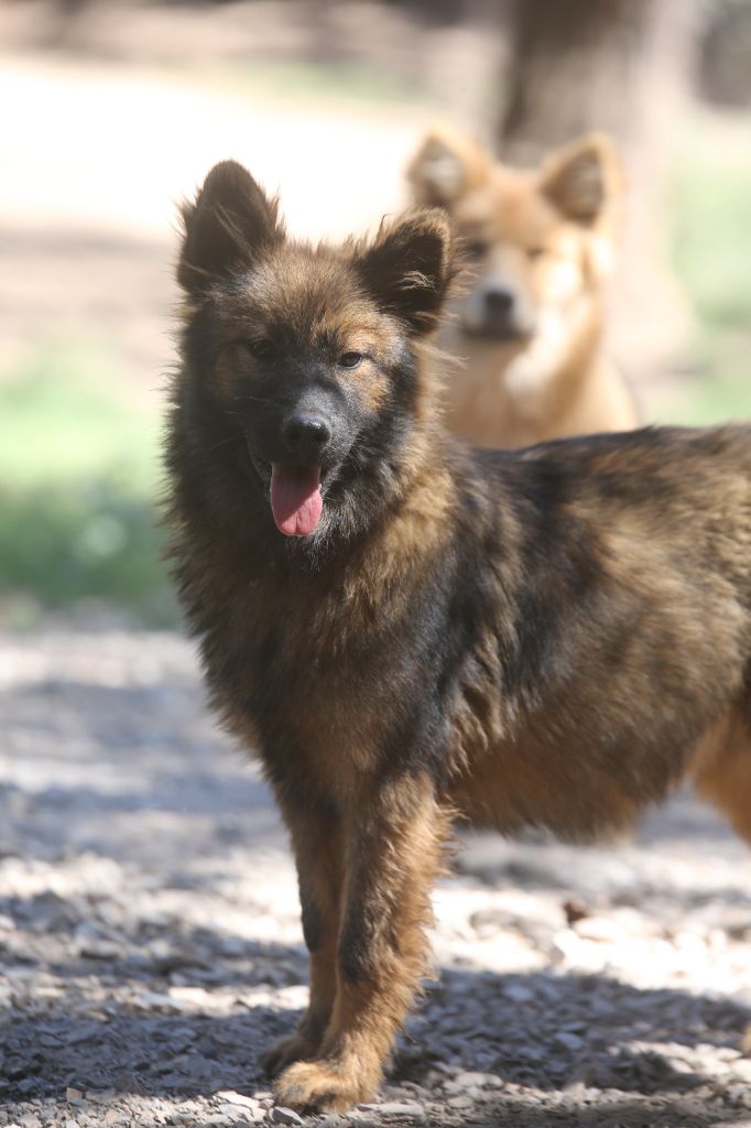 Du Royaume D'ebène - Chiots disponibles - Eurasier