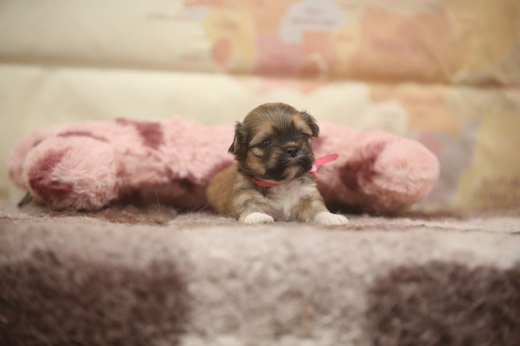 Du Royaume D'ebène - Chiots disponibles - Lhassa Apso