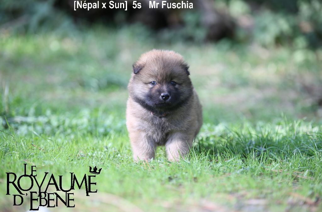 Du Royaume D'ebène - Eurasier - Portée née le 05/09/2022