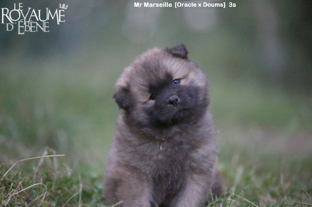 Du Royaume D'ebène - Eurasier - Portée née le 24/05/2022
