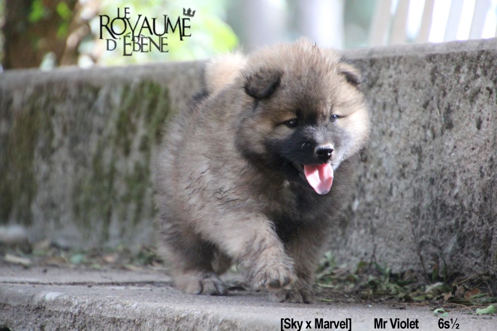 Du Royaume D'ebène - Eurasier - Portée née le 15/06/2019