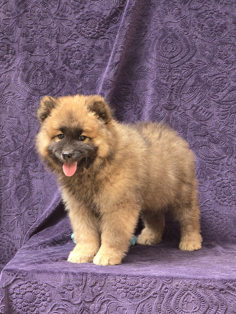 Du Royaume D'ebène - Chiots disponibles - Eurasier