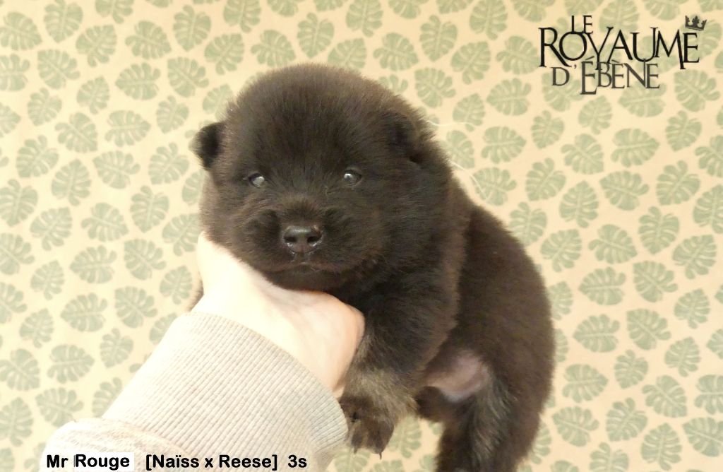 Du Royaume D'ebène - Eurasier - Portée née le 21/02/2022