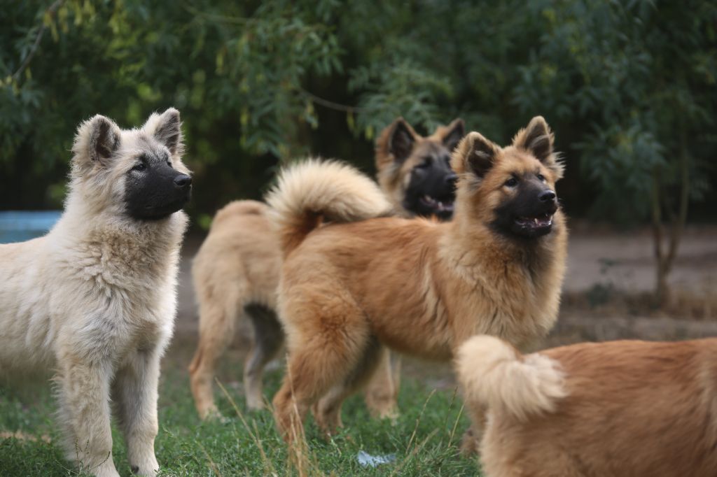 Du Royaume D'ebène - Chiots disponibles - Eurasier