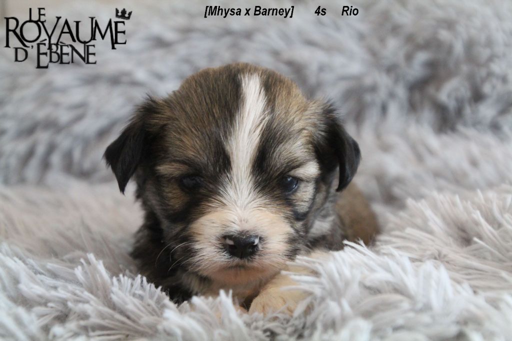 Du Royaume D'ebène - Lhassa Apso - Portée née le 21/12/2020